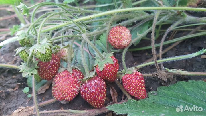 Земклуника мускатная усы, рассада