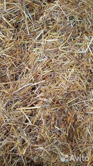 Солома овсянная