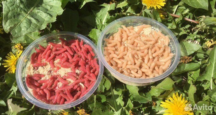 Живая наживка (червь,опарыш,мотыль,мормыш)