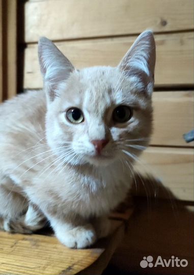 Кошечка в добрые руки