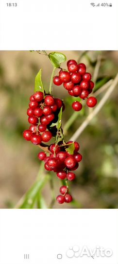 Брусничная смородина саженцы