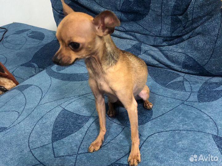 Случка бавсика