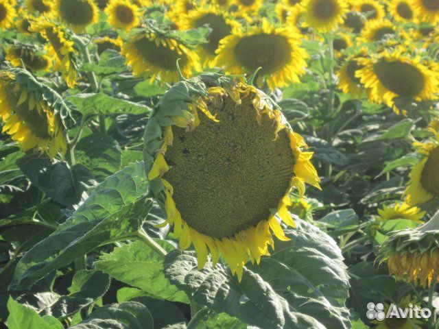 Семена подсолнечника Гелиос