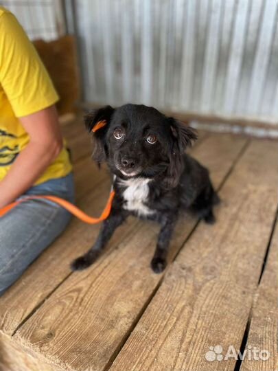 Собака в добрые руки из отлова