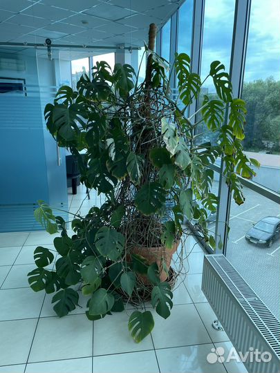 Монстера бронь