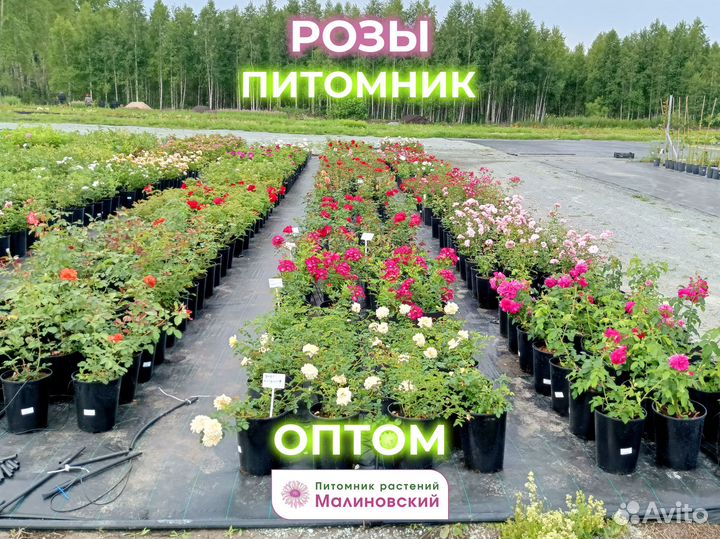 Сортовые Розы Саженцы Питомник Опт