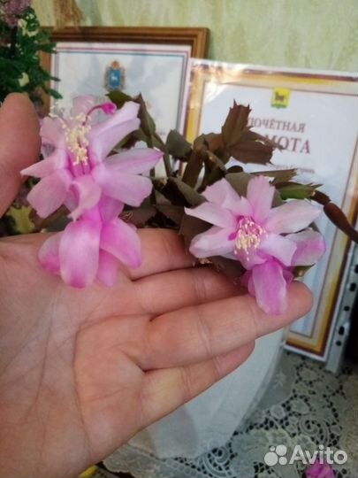 Сортовые декабристы,пералгонии,комнатные цветы