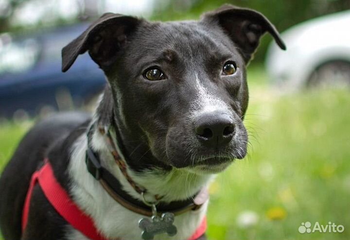 Собака Дюк в добрые руки