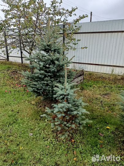 Живые елки