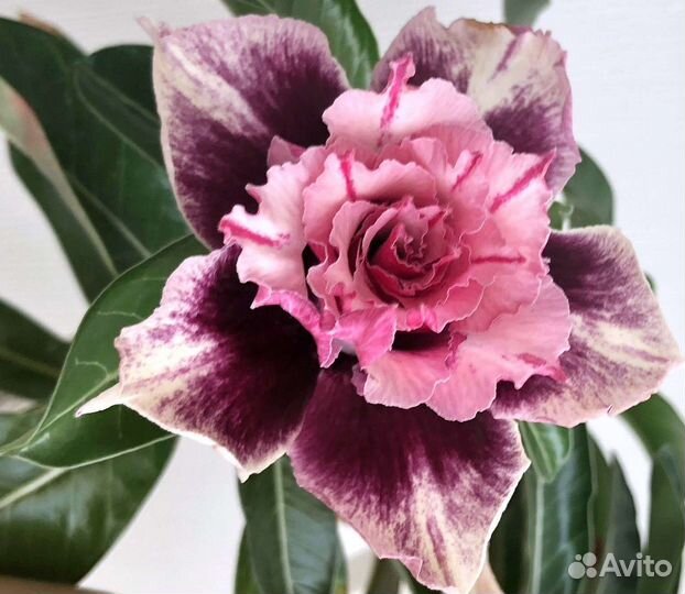 Адениумы(сортовые прививки)