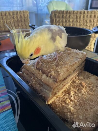 Попугай с клеткой