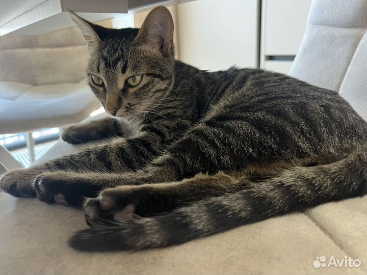 Котенок в дар