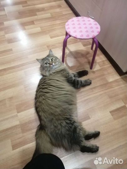Сибирский кот