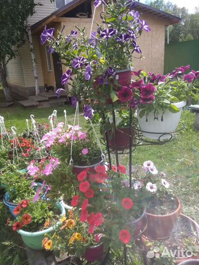 Вегетативная петуния