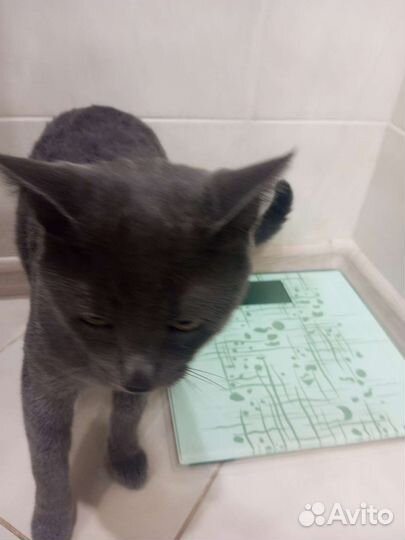 Британский кот