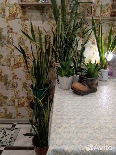 Сансевиерия сортовая