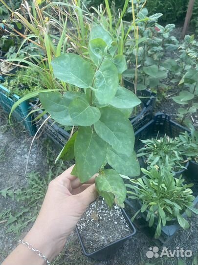 Жимолость татарская саженцы