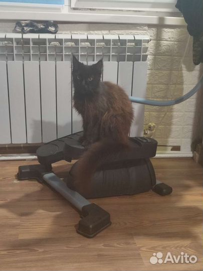 Котята мейн-кун