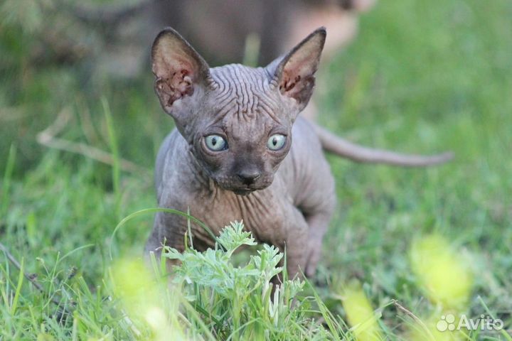 Канадский сфинкс