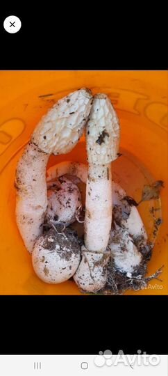 Гриб весёлка