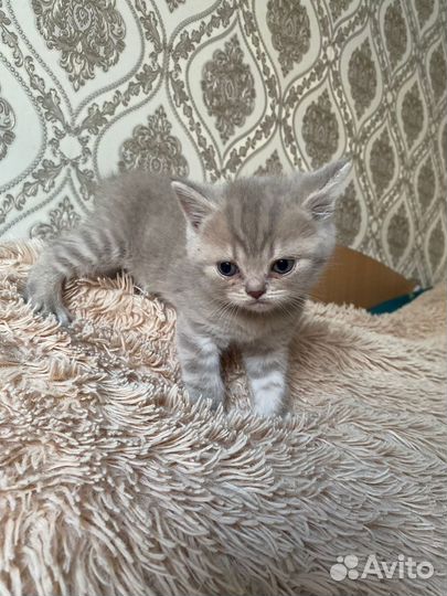 Британские котята