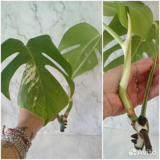 Тонг Прокай/Голден Спир,Виолин,Альба и др