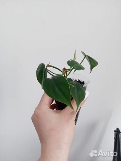 Комнатные растения цветы