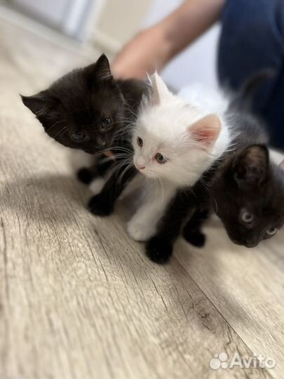 Котята в добрые руки