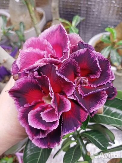 Адениум привитой