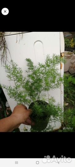 Аспарагусы сортовые, традесканция, азистазия вар