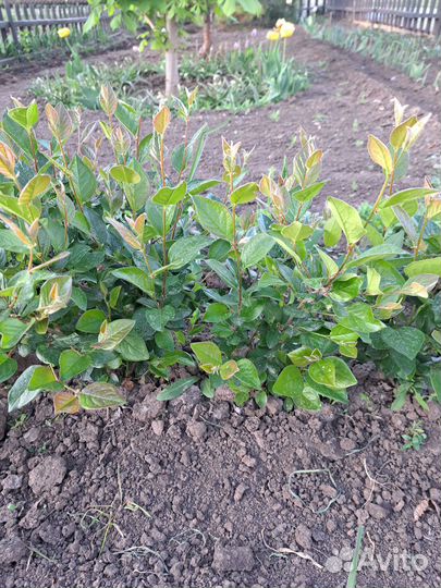 Кизильник блестящий