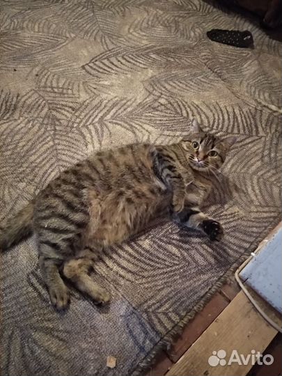 Кошка в дар бесплатно