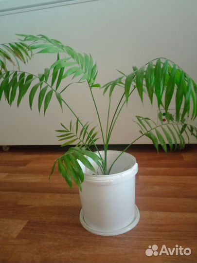 Пальма хамедорея