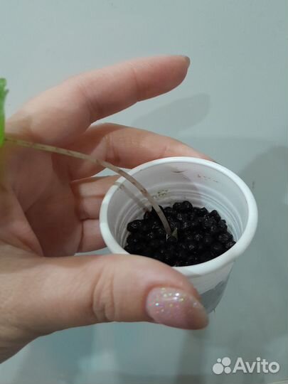 Алоказия жаклин, детка