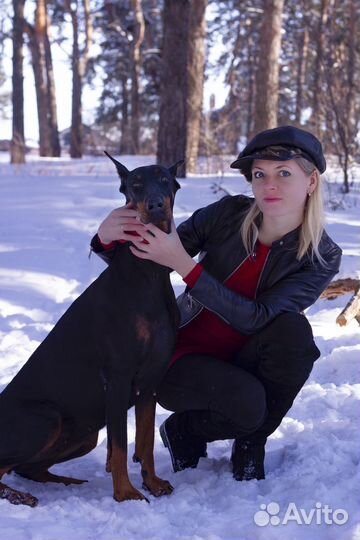 Доберман для фотосессии