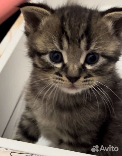 Вислоухий котенок
