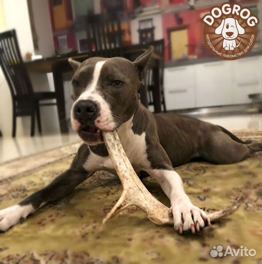 Рога лося для собак