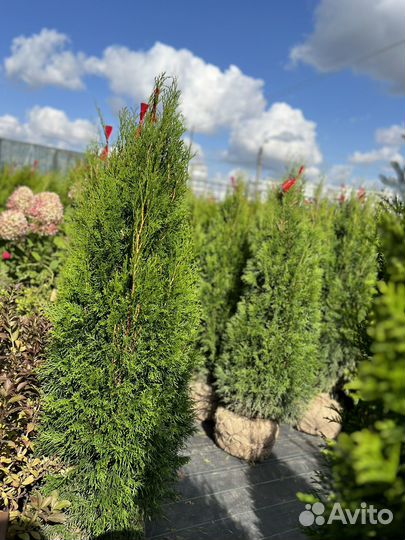 Туи Смарагд