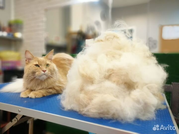 Стрижка собак, экспресс-линька собак и кошек