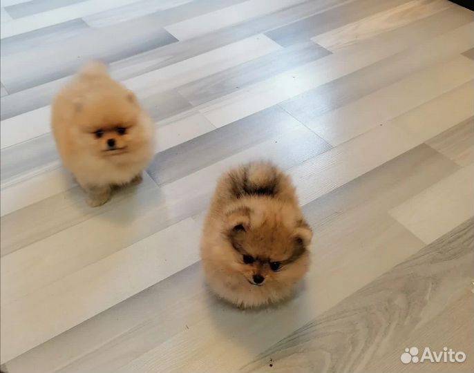 Щенки померанского шпица