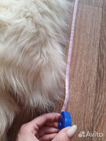 Шкура полярной лисы