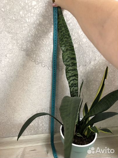 Сансевиерия, тещин язык