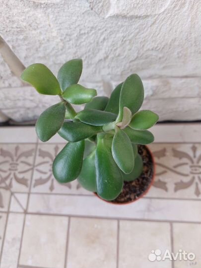 Красула толстянка