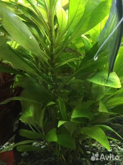 Гуппи, мхи, Лимонник, Анубиас