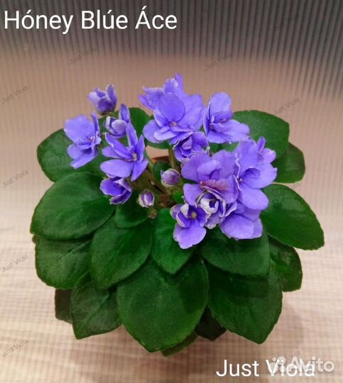 Сортовые фиалки