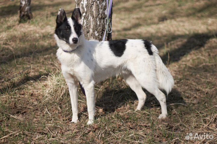 Собака Мустанг небольшого размера ищет дом