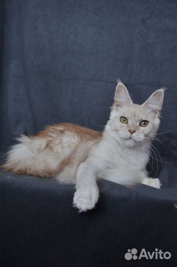 Девочка мейн кун