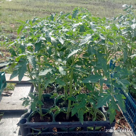 Продажа рассады