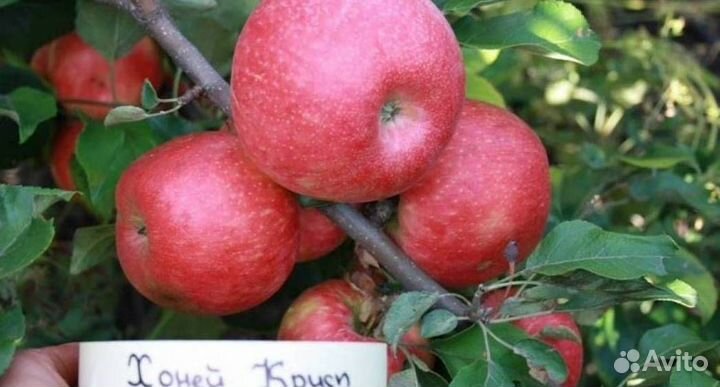 Саженцы яблони Хани-Криспа