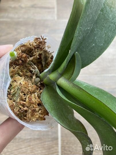 Орхидея фаленопсис биг лип